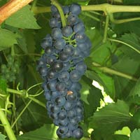 Baco Noir Grapes