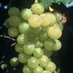 Muscat of Alexandria CL 02 grapes