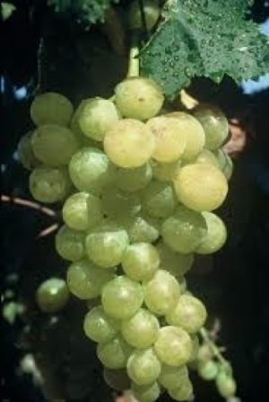 Muscat of Alexandria CL 02 grapes