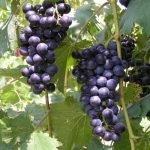 Chambourcin hybrid grape