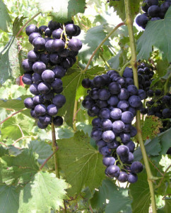 Chambourcin hybrid grape