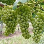 Pinot Blanc grapes