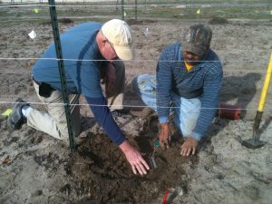 R. L. Winters supervising vine installation