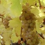 Muscat Blanc grapes