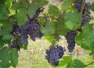 Black Spanish (Lenoir) grapes