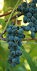 Buy Grape Vines