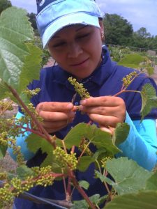 Vine Hybridizing in the American Hybrids