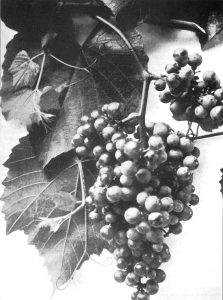 Vitis berlandieri from Bell County Texas